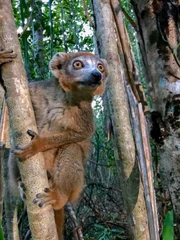 Rotstirnmakis sind stets auf der Hut. Sie teilen ihr Revier mit ihrem Erzfeind, der Fossa.
