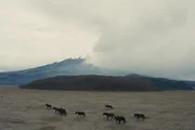 Im gleichnamigen Nationalpark Ecuadors liegt der Eisvulkan Cotopaxi, einer der höchstgelegenen aktiven Vulkane der Erde. Im gleichnamigen Nationalpark Ecuadors liegt der Eisvulkan Cotopaxi, einer der höchstgelegenen aktiven Vulkane der Erde.