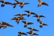 Ein Schwarm Felsensittiche im Flug, El Condor, Argentinien