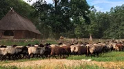 Heidschnucken nach Dienstschluss in der L&uuml;neburger Heide