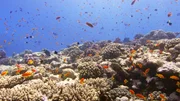 Mit Sichtweiten bis zu 50 Meter z&auml;hlt das Rote Meer zu den klarsten marinen Gew&auml;ssern der Erde.