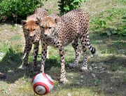 Die Geparden im Jaderpark bekommen &uuml;berraschenden Besuch.