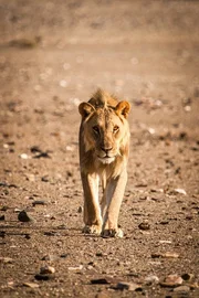 Der fast erwachsene L&ouml;we &bdquo;Tullamore&ldquo;.