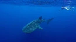 Walhaie sind die gr&ouml;&szlig;ten Fische der Welt, sie k&ouml;nnen mehr als zehn Meter lang werden. Im Chagos-Archipel statten Forschende die Tiere mit kleinen Sendern aus, um mehr &uuml;ber ihr Verhalten zu erfahren.