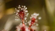 Fleischfressende Pflanzen &uuml;berziehen das Gipfelplateau des Tepuis: Der Sonnentau f&auml;ngt Insekten mit klebrigen Perlen, um so den Mangel an N&auml;hrstoffen auszugleichen.