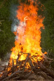 Dr. Philip Stander brannte Feuer ab, um die L&ouml;win von den Rinderherden fern zu halten.