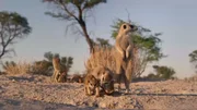 Erdm&auml;nnchen in der afrikanischen Kalahari-W&uuml;ste.