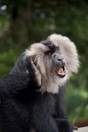 Bartaffen sind tagaktive Regenwaldbewohner und gute Kletterer.