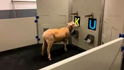 Ein Merinoschaf beim Intelligenztest an der Universit&auml;t von Cambridge.