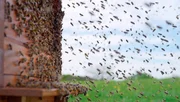 Wenn ein Bienenstock schw&auml;rmt, teilt es sich in zwei gleiche H&auml;lften.