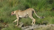 Das Tier auf dem Bild ist ein Gepard (Acinonyx jubatus), das schnellste Landtier der Welt.