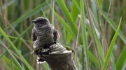 Der heimische Kuckuck ist nach 20 Tagen fl&uuml;gge. Bis dahin ist es Schwerstarbeit f&uuml;r seine winzigen Wirtseltern, die Teichrohrs&auml;nger, gen&uuml;gend Nahrung heranzuschaffen.