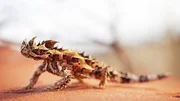 A thorny devil crawling through red sand.