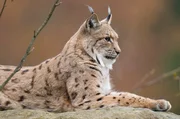 Nach B&auml;r und Wolf ist der Luchs das gr&ouml;&szlig;te Landraubtier, das in Europa heimisch ist. Weiteres Bildmaterial finden Sie unter www.br-foto.de