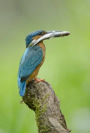In den stillen Gew&auml;ssern jagt der Eisvogel.