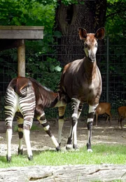 Wenn Okapi-Junge Bosi zur Mama kommt, geht es zuerst an die Milchquelle. Das schmeckt und macht schnell gro&szlig; und stark. Ob er deshalb schon so riesig ist?