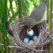 Sumpfrohrs&auml;nger erkennen, wenn ein Kuckuck sein Ei in ihr Nest gelegt hat und zerst&ouml;ren es.