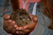 Das Feldhasenbaby wiegt nur 120 Gramm. Bevor es wieder ausgewildert werden kann, muss es noch ein ganzes St&uuml;ck wachsen.