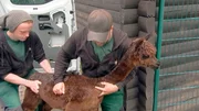 Neuzugang im Alpaka Gehege im Opel Zoo Kronberg: Spotty, das neue kleine Alpaka, trifft zum ersten Mal seine neuen Gef&auml;hrten.