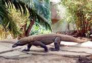 Komodowaran im Zoo Leipzig im Gondwanaland
