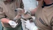 Das Tamandua-Baby im Frankfurter Zoo ist den Pflegern und der Tier&auml;rztin schon ans Herz gewachsen.