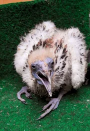 Ein kleiner Schmutzgeier muss mit der Hand aufgezogen werden. Bei seinen Eltern konnte er nicht bleiben. Nun bekommt das K&uuml;ken vorverdauten Brei.