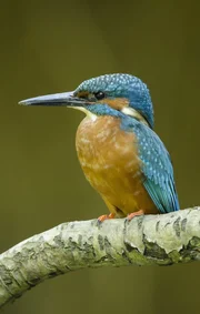 In den stillen Gew&auml;ssern jagt der Eisvogel.