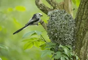 Schwanzmeisen bauen ihr Nest aus Moosen, Spinnweben und Gr&auml;sern.
