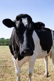 Das Holstein-Rind geh&ouml;rt zu den wichtigsten Milchviehrassen.