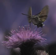 Taubenschw&auml;nzchen sind die Langstreckenflieger unter den Insekten.