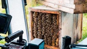 Das Innere eines Bienenstocks.