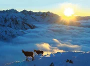 G&auml;mse im Hochgebirge der Tatra; &Uuml;berlebensweise und Bildung einer eigenen Unterart nach der Eiszeit.