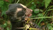 Ein junger Brillenbär testet pflanzliche Kost. Bis jetzt lebte er nur von der Muttermilch. Später werden Bromelien seine Hauptnahrung sein. Ein junger Brillenbär testet pflanzliche Kost. Bis jetzt lebte er nur von der Muttermilch. Später werden Bromelien seine Hauptnahrung sein.