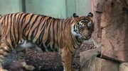 Tigermann Vanni aus dem Frankfurter Zoo ist eine beeindruckende Sch&ouml;nheit.