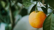 Das Citrus Greening ist ein Bakterium, das von Blattflöhen auf Orangenbäume übertragen wird. Die Blätter infizierter Bäume werden fleckig, die Früchte bleiben mickrig und grün und sind nicht mehr für den Verkauf oder die Saftproduktion geeignet. Das Citrus Greening ist ein Bakterium, das von Blattflöhen auf Orangenbäume übertragen wird. Die Blätter infizierter Bäume werden fleckig, die Früchte bleiben mickrig und grün und sind nicht mehr für den Verkauf oder die Saftproduktion geeignet.