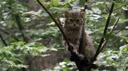 Eine junge Wildkatze hat sich auf einen Baum verstiegen.