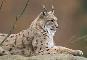 Ein Luchs h&auml;lt Ausschau.