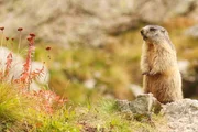 Immer wachsam &ndash; Murmeltiere lassen ihre Umgebung nie aus dem Blick.