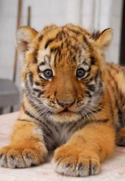 Tigerin Sindarja ist Mutter geworden. Ihr Baby Antares (Foto) nimmt schnell zu. Der Sibirier ist schon ein echter Wonneproppen.