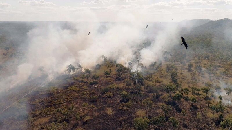 Naturkatastrophen: Wie Tiere und Pflanzen überleben (F, 2021)