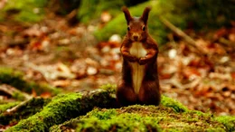 Eichh&ouml;rnchen im Herbstwald.