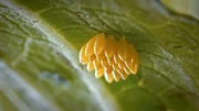 Marienk&auml;fer-Eier am Blatt h&auml;ngend.