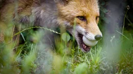 Der Fuchs begn&uuml;gt sich mit dem Ei als Beute.