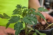 Kräftige, vorgezogene Tomatenpflanze für das Gewächshaus. Kräftige, vorgezogene Tomatenpflanze für das Gewächshaus.