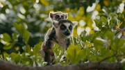 Lemur mit Jungtier  +++ Die Verwendung des sendungsbezogenen Materials ist nur mit dem Hinweis und Verlinkung auf RTL+ gestattet. +++