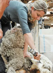 Moderatorin Wasiliki Goutziomitros beim Schafescheren