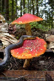 Aeskulapnatter auf Fliegenpilz. SENDUNG: 3sat, MI, 20.05.2009, 13:15 UHR.