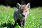 Fuchsbaby -  Ein Neuank&ouml;mmling beim ersten Ausflug.