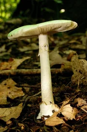 Gr&uuml;ner Knollenbl&auml;tterpilz &ndash; sehr giftig!