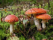 Fliegenpilze &ndash; giftig!